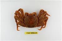 藏品(近親盾牌蟹)的圖片